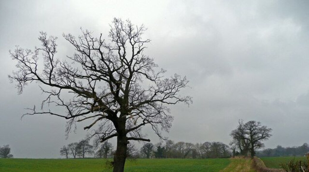 Oak in a field View north of All Saints church, Balterley.