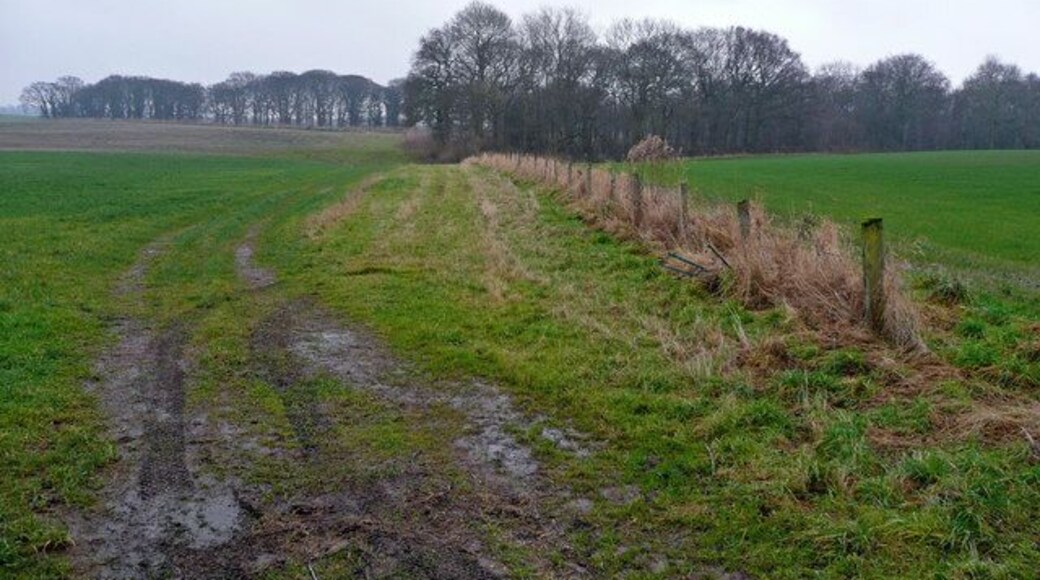 Stockings Cote A view east towards this woodland from Back Lane.