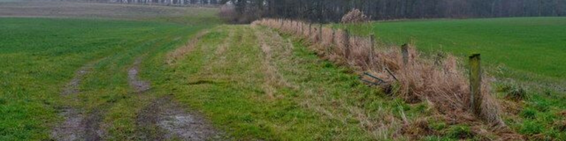 Stockings Cote A view east towards this woodland from Back Lane.