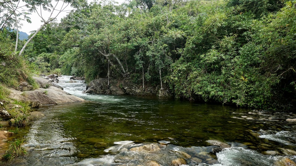 A river flowing through a forested area with rocks and dense greenery.