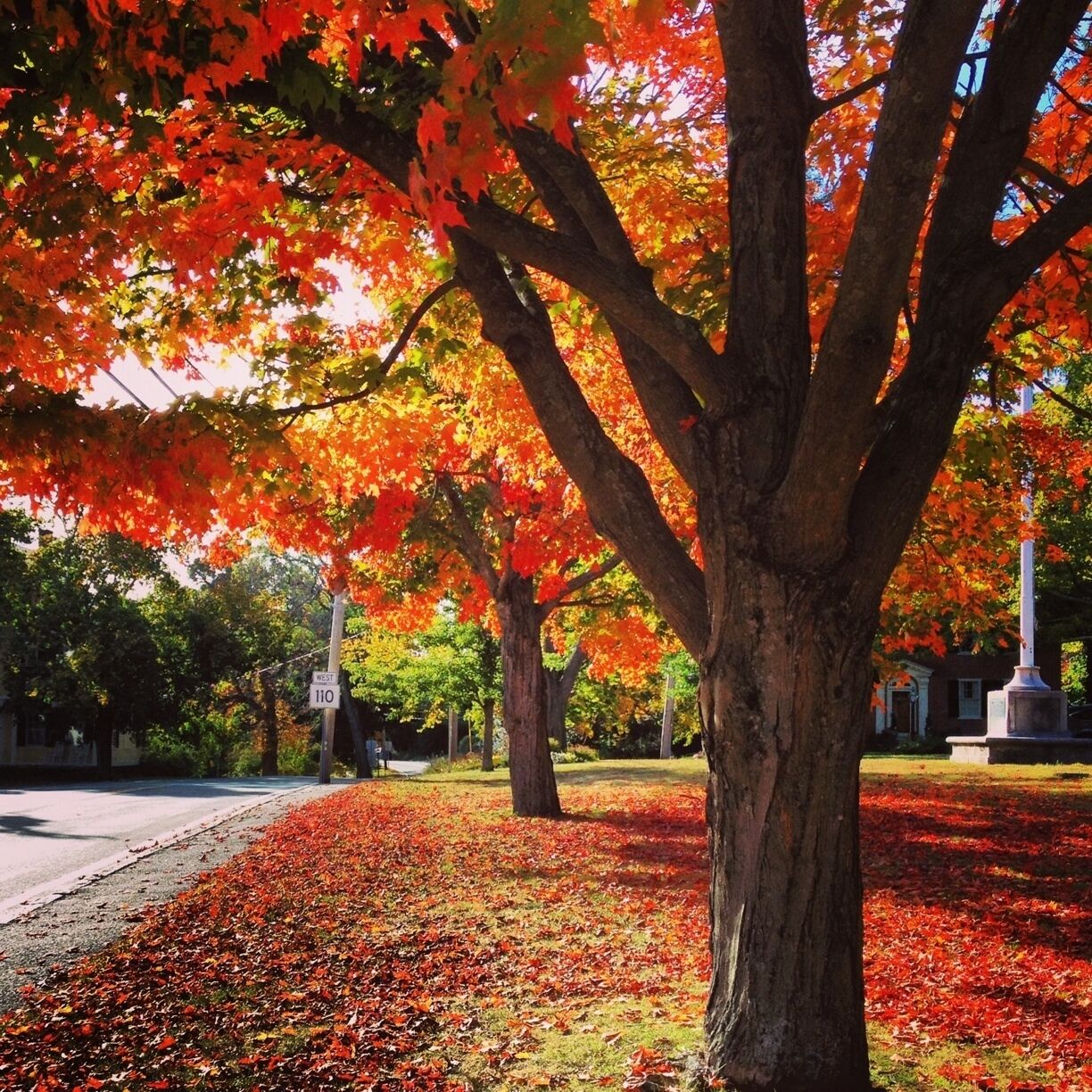 autumn in harvard - a feast for the eyes!