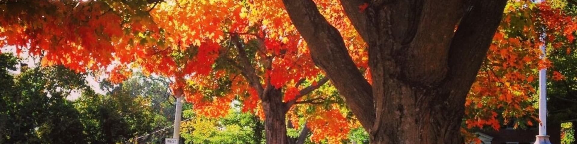 autumn in harvard - a feast for the eyes!