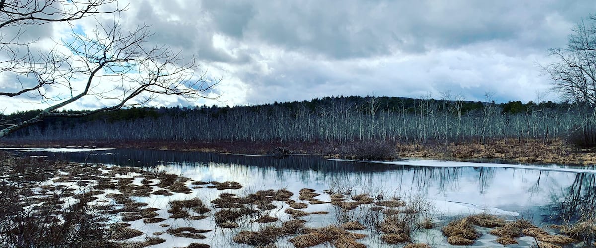 A lake with clear water, surrounded by trees and bushes.