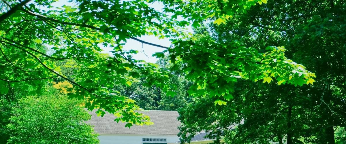 Golden fescue grass meadow and white farm barn