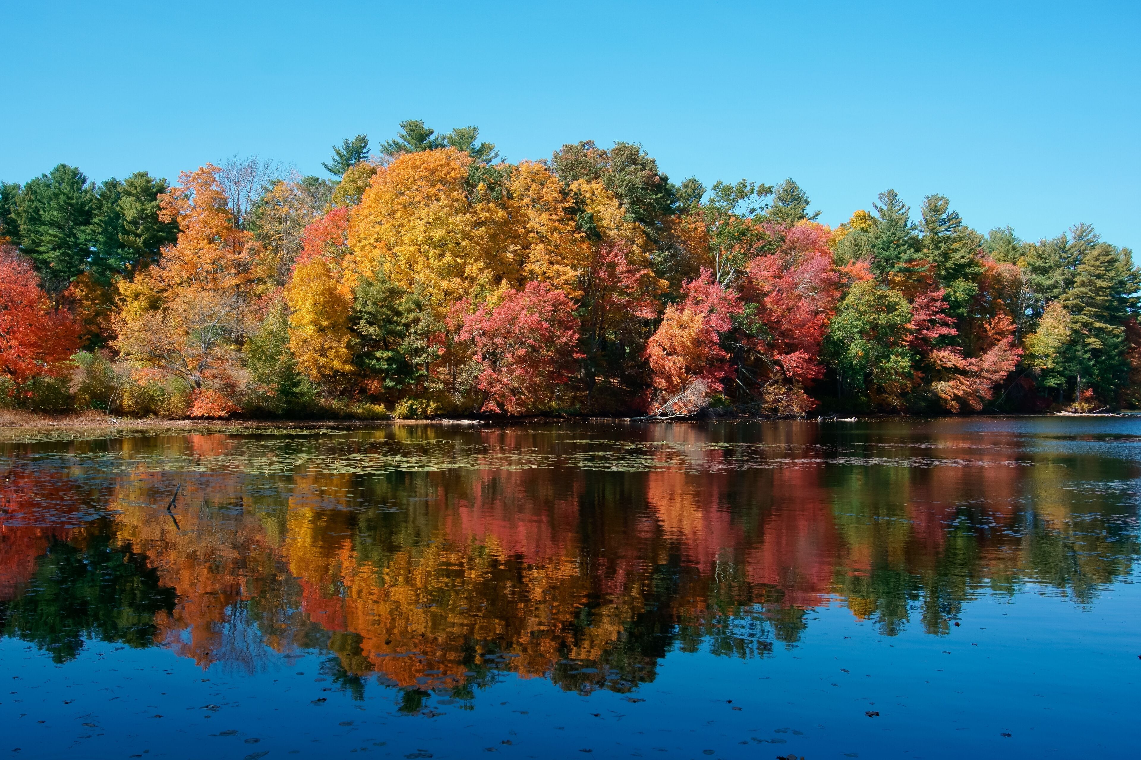 autumn trees reflected in lake Whitehall state park MA USA