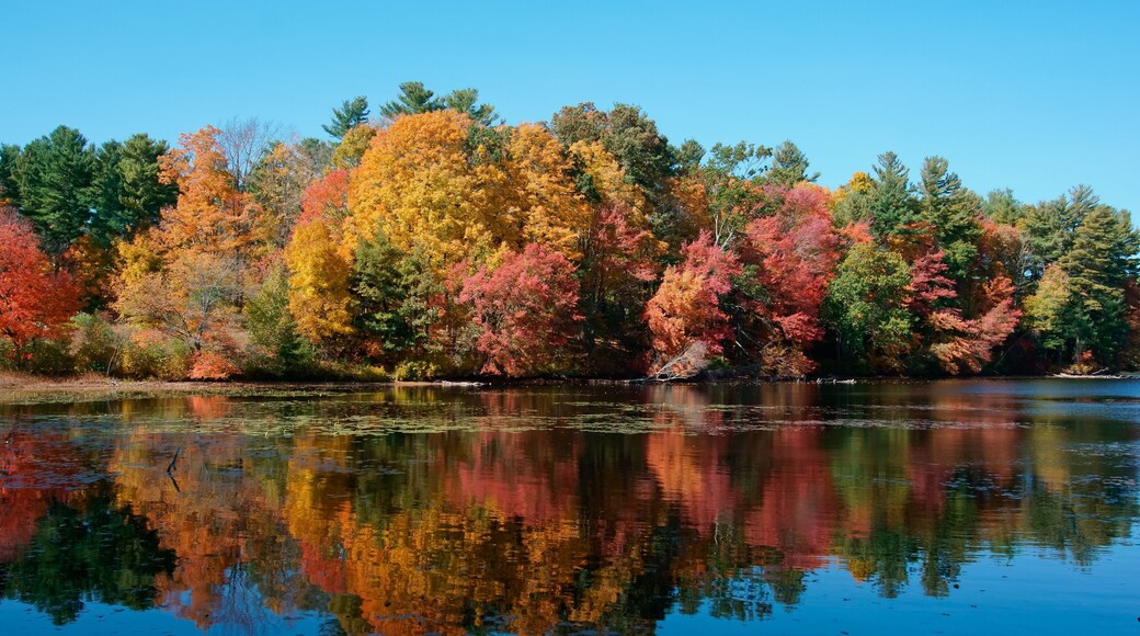 autumn trees reflected in lake Whitehall state park MA USA