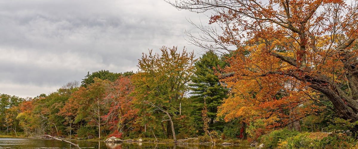 A pond in the Fall