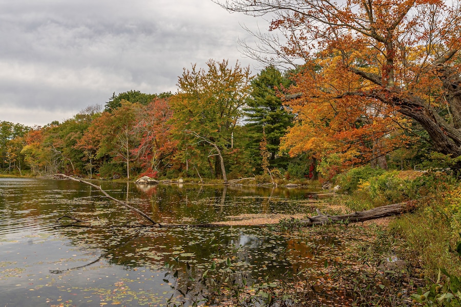 A pond in the Fall
