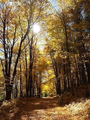 Amazing color along the trails at the Quabbin Reservoir.