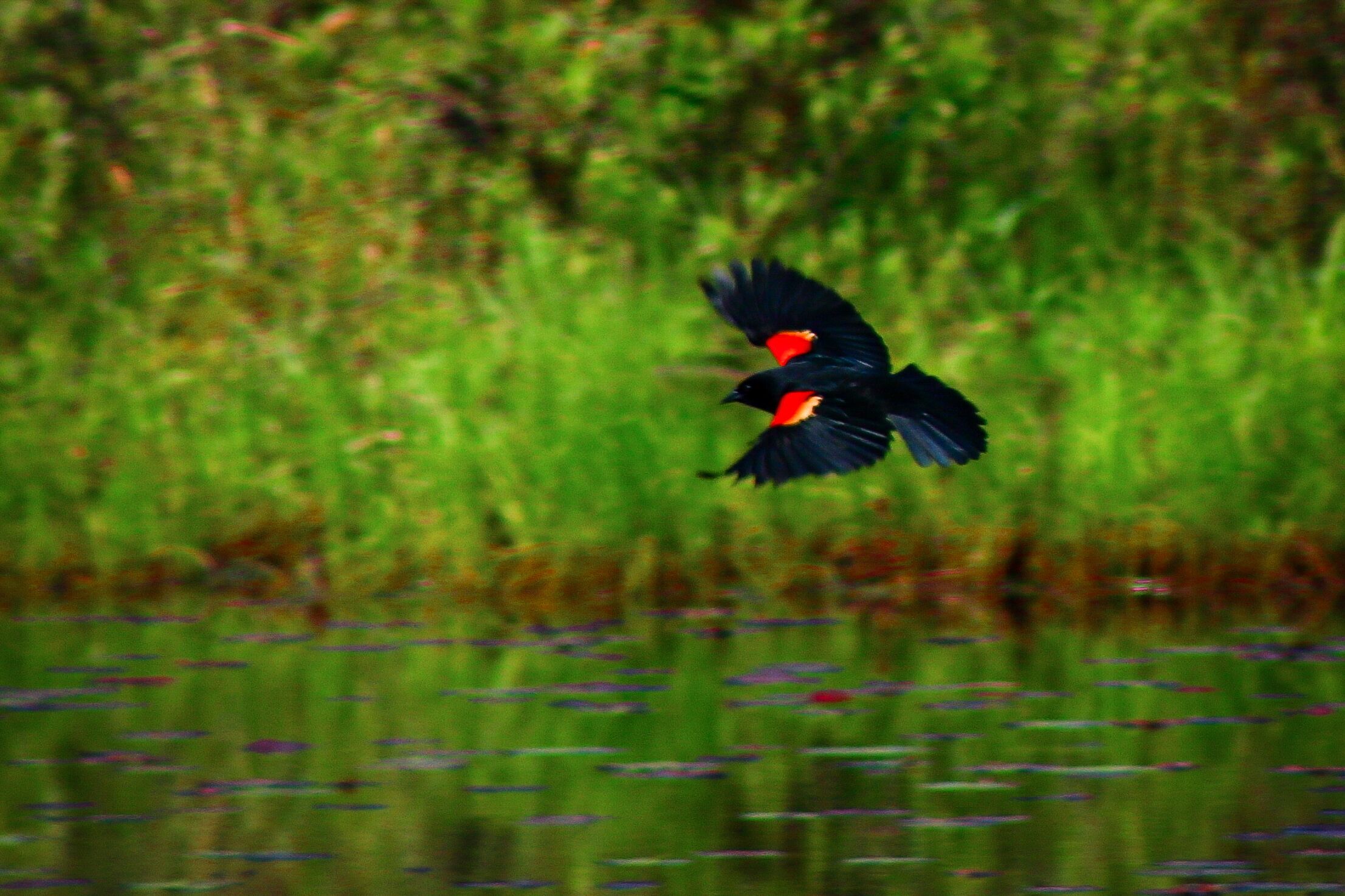 Quiet spot on the south end of Lake Rohunta.