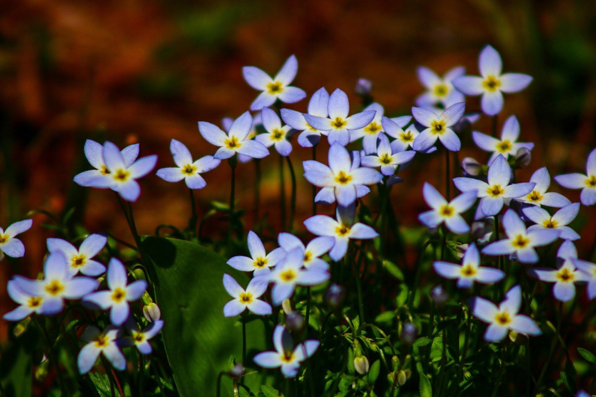 Saw these while out for a spring walk at the Quabbin Reservoir.  