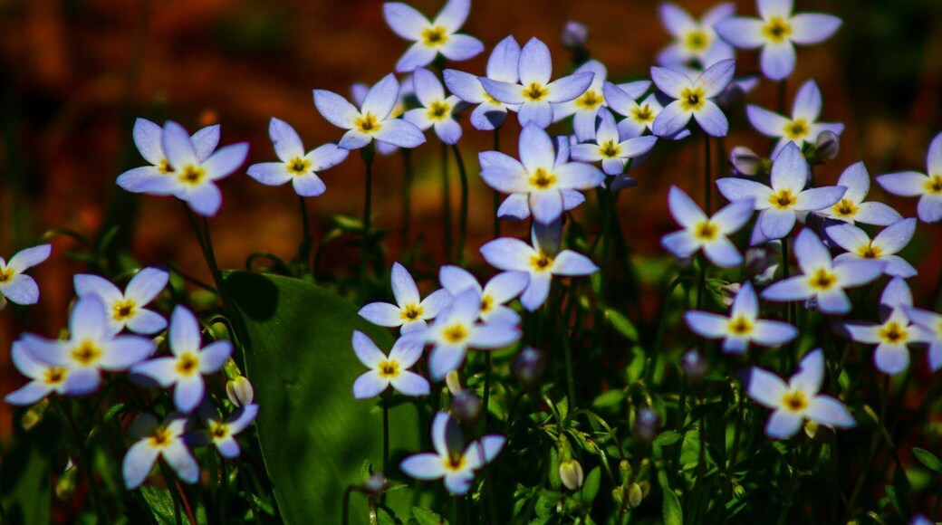 Saw these while out for a spring walk at the Quabbin Reservoir.
