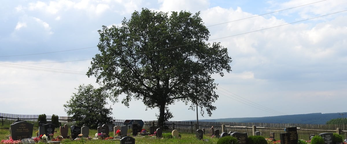 A cemetery with headstones and a large tree in the center.