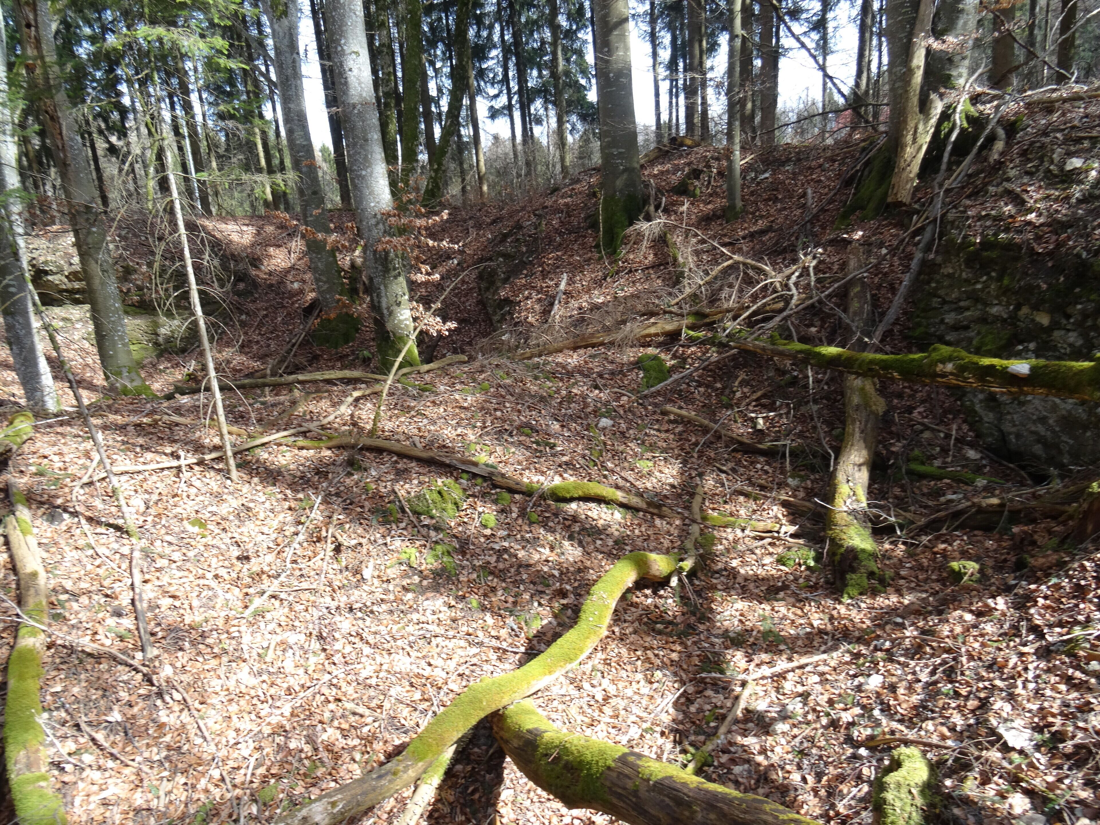 A forest with fallen trees and a rocky hillside.
