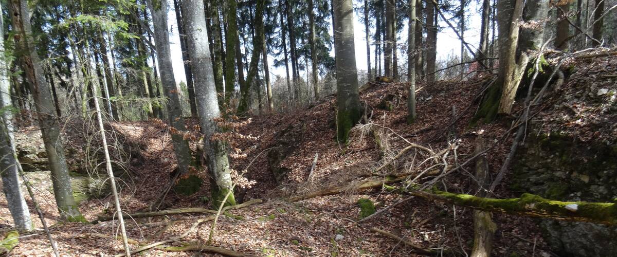 A forest with fallen trees and a rocky hillside.