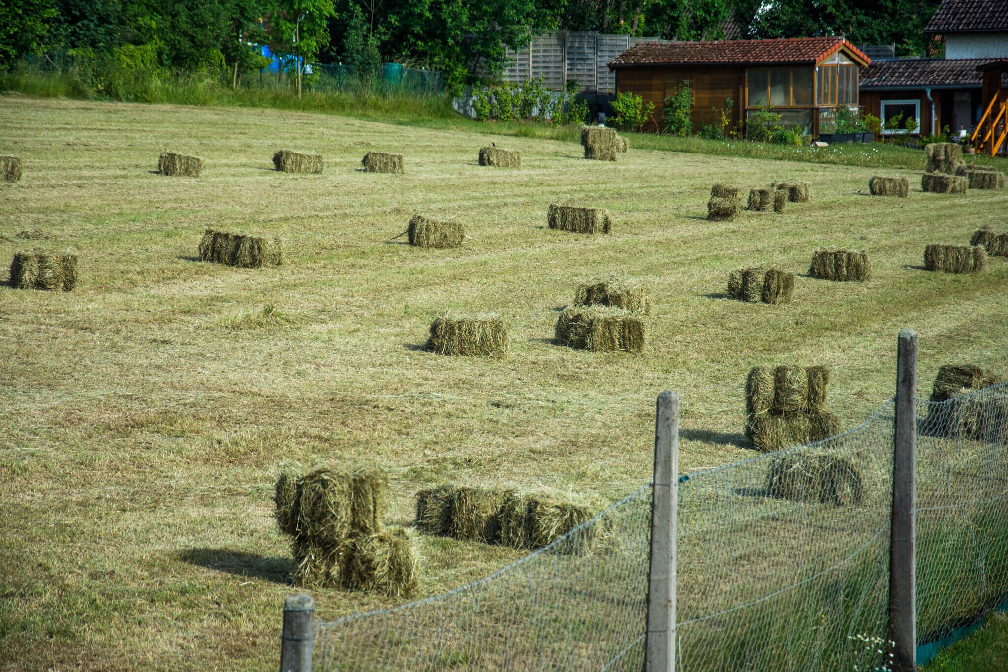 500px provided description: Only minutes before everything got picked up. ;) [#field ,#landscape ,#nature ,#tree ,#summer ,#grass ,#countryside ,#agriculture ,#rural ,#farm ,#outdoors ,#sheep ,#hay ,#cottage ,#hut ,#livestock ,#hayfield ,#cattle ,#bale ,#no person]
