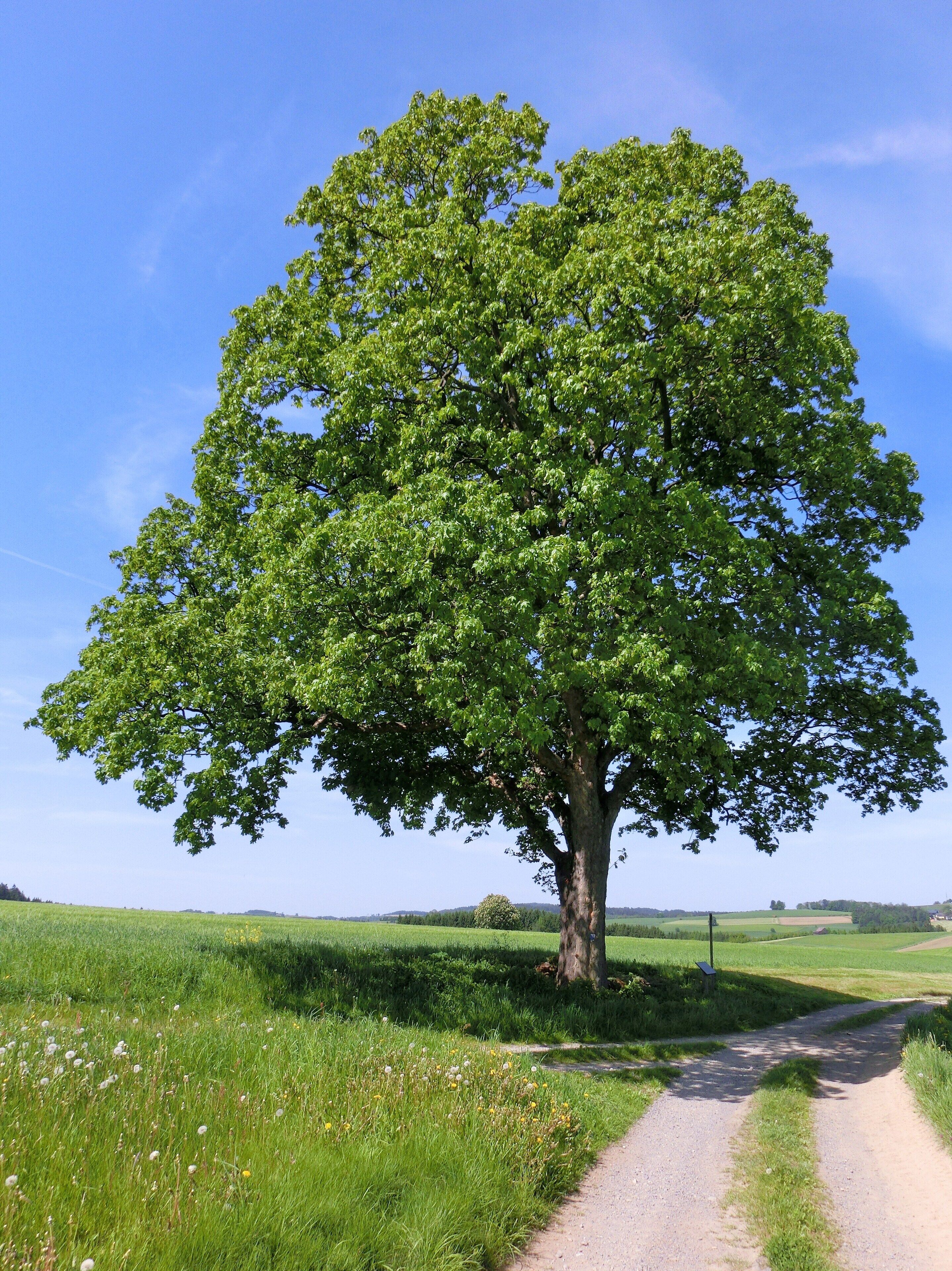 ND Ahorn bei Metzlersreuth 1
