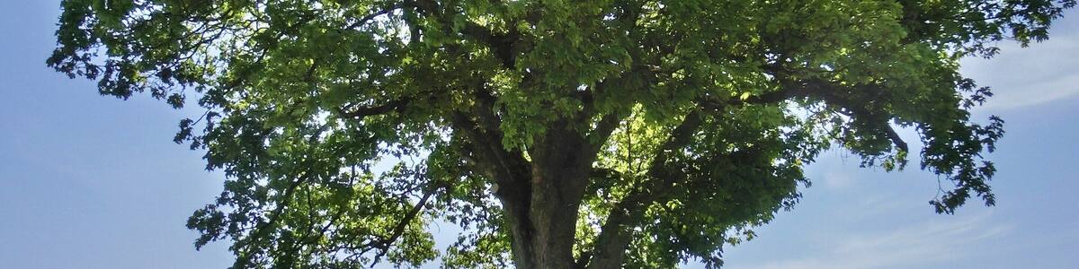 ND Ahorn bei Metzlersreuth 2