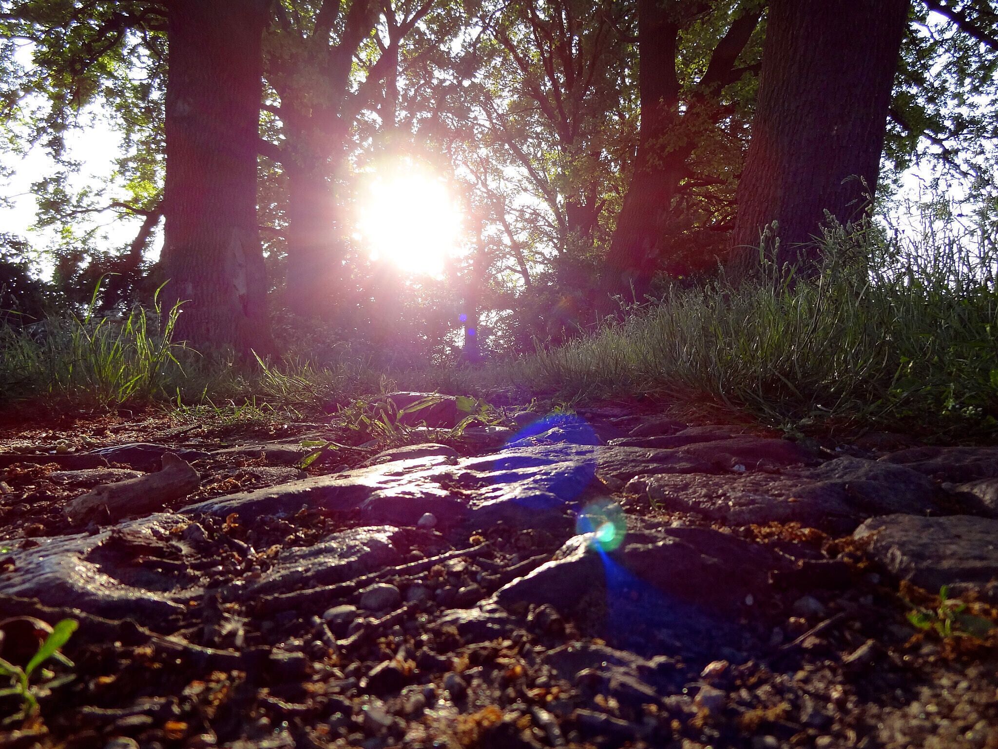 500px provided description: Rays of light shining through the trees onto an old road. [#light ,#road ,#summer ,#ray ,#Altmark]
