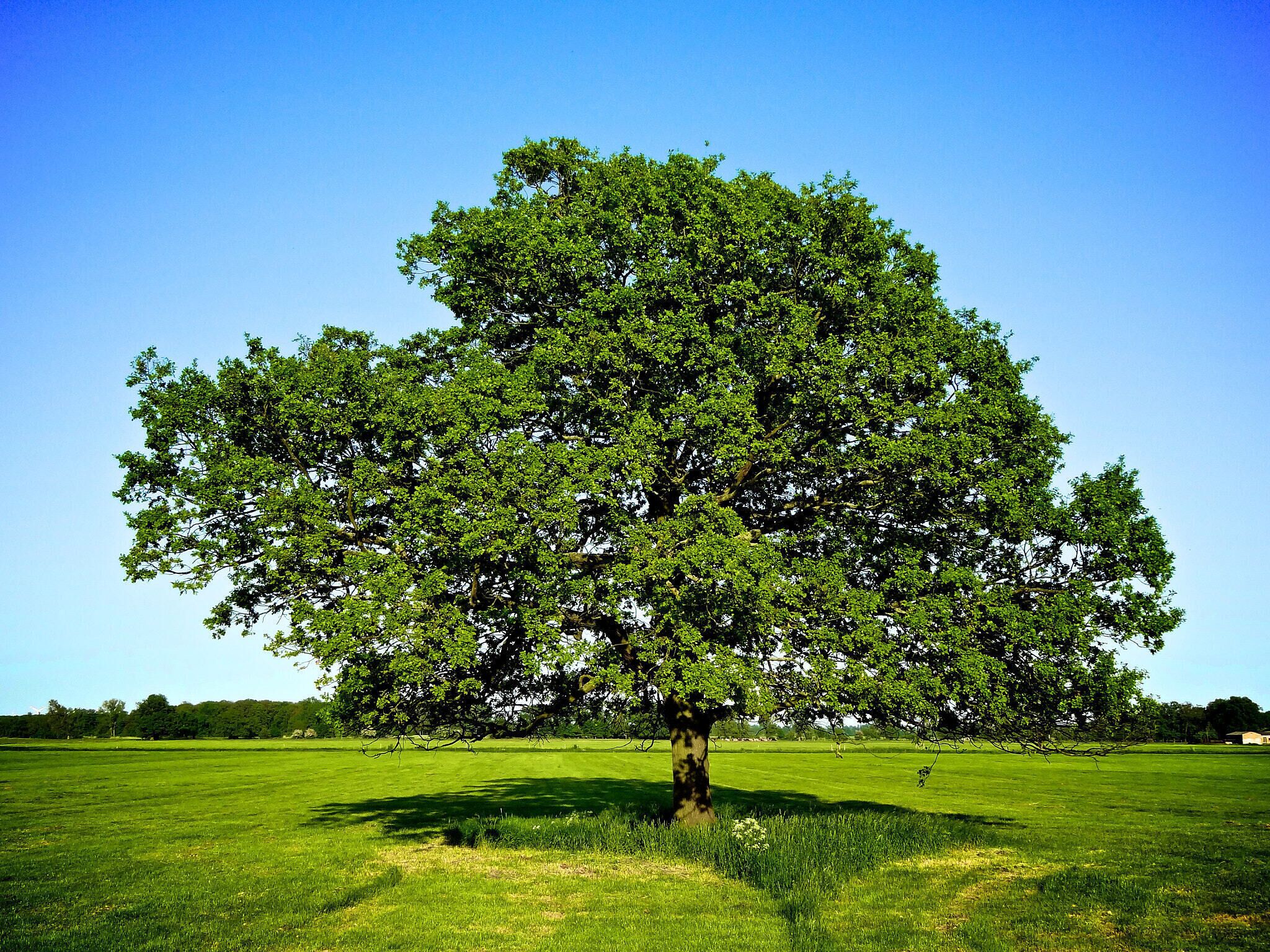 500px provided description: What could potentially be more German than an oak tree? [#tree ,#grass ,#green ,#oak ,#Almark]