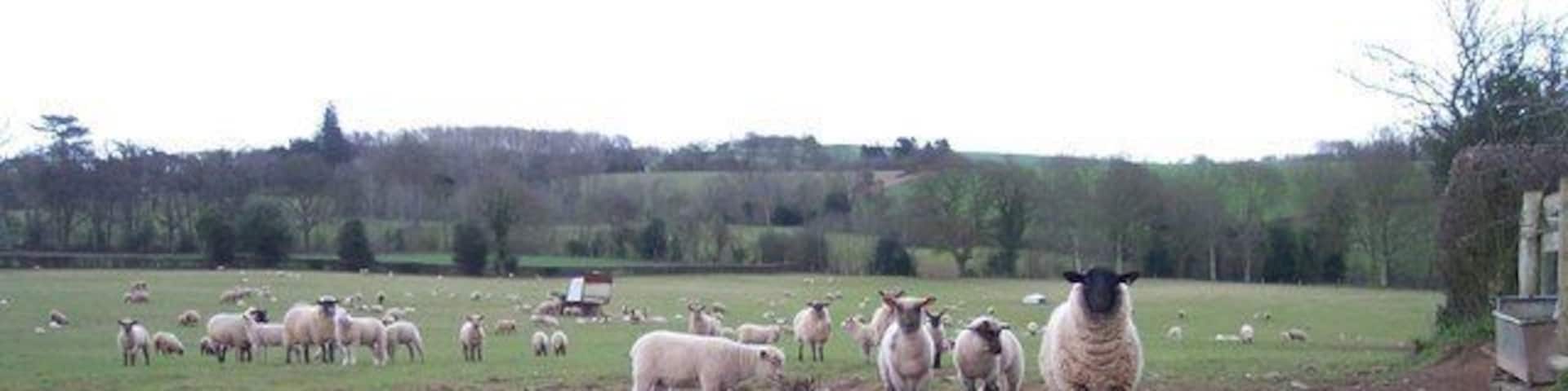 Curious Sheep Mothers with young lambs decided we were not too dangerous and came to investigate the intruders, though they would not come any closer than pictured here.