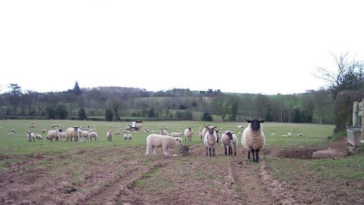 Curious Sheep Mothers with young lambs decided we were not too dangerous and came to investigate the intruders, though they would not come any closer than pictured here.