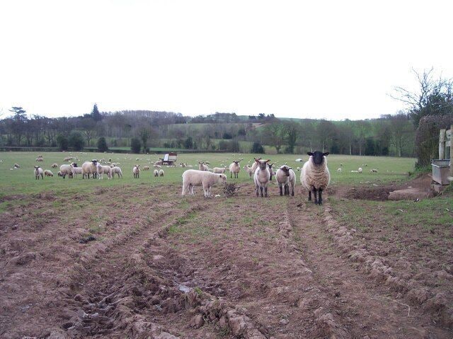 A rural landscape with a herd of sheep grazing in a field, a dirt path, and a distant tree line.