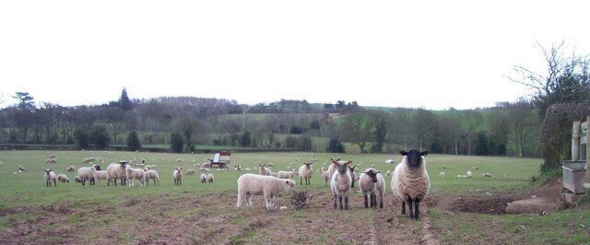 A rural landscape with a herd of sheep grazing in a field, a dirt path, and a distant tree line.