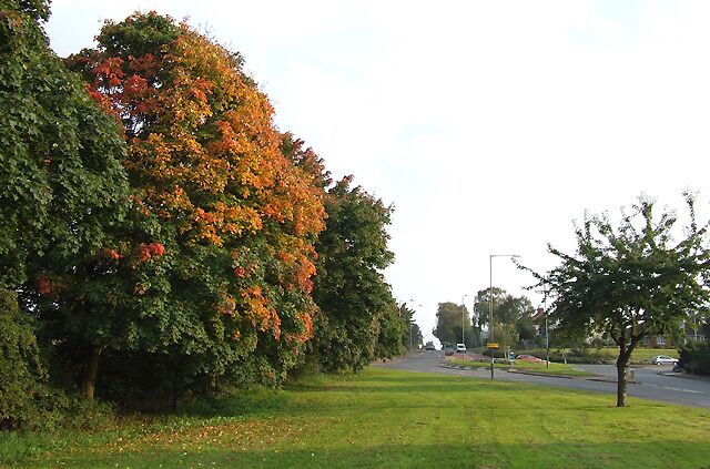 Early autumn colours at Wall Heath roundabout These maple trees always put on a good display, but one seems a bit early this year. Go straight on for Kingswinford and Stourbridge; go right at the roundabout for Wall Heath and Kidderminster.