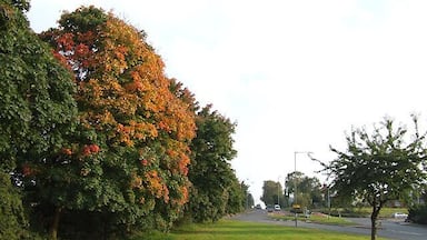Ruas arborizadas com folhagem de outono, uma área gramada e uma estrada com veículos.