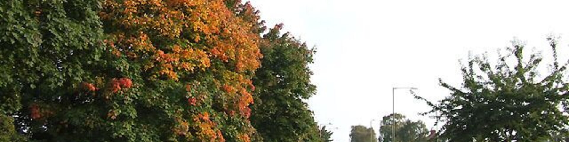 Early autumn colours at Wall Heath roundabout These maple trees always put on a good display, but one seems a bit early this year. Go straight on for Kingswinford and Stourbridge; go right at the roundabout for Wall Heath and Kidderminster.