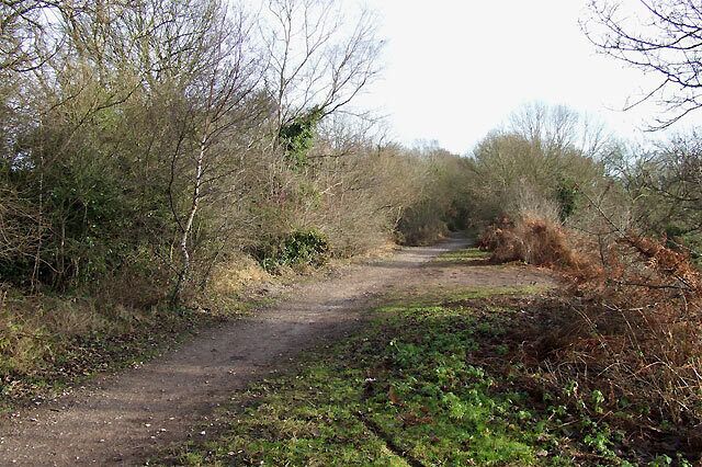 A narrow dirt path surrounded by dense shrubbery and trees.