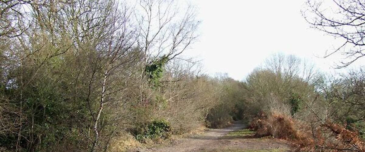 A narrow dirt path surrounded by dense shrubbery and trees.
