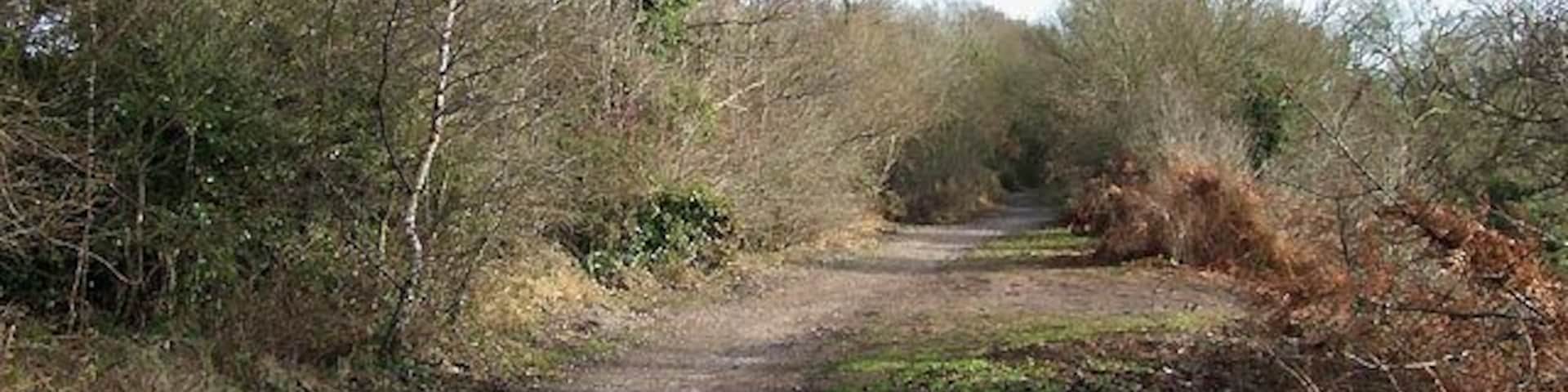 A narrow dirt path surrounded by dense shrubbery and trees.