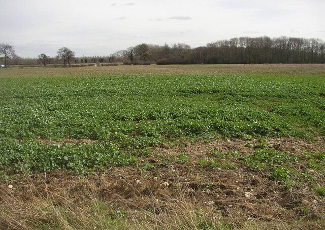 Old road route Before the York to Selby road was straightened by the Turnpike Trust in the early decades of the 19th century, the road ran across this field. Aerial photos can show this quite clearly and occasionally scattered light stone, (used to repair the road), is visible in a line across the field.