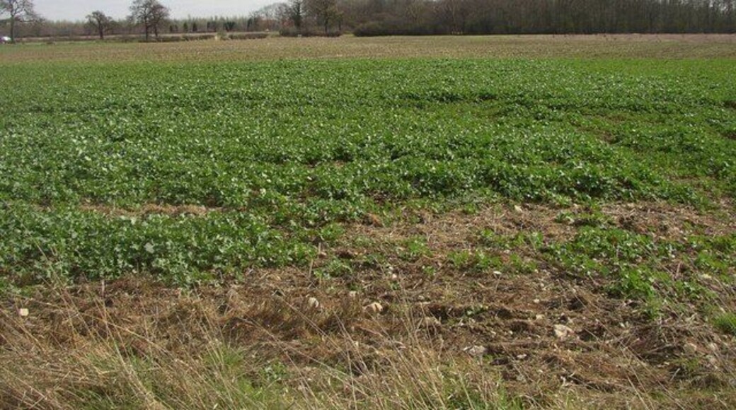 Old road route Before the York to Selby road was straightened by the Turnpike Trust in the early decades of the 19th century, the road ran across this field. Aerial photos can show this quite clearly and occasionally scattered light stone, (used to repair the road), is visible in a line across the field.