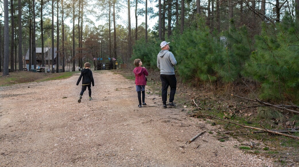 Dad and two kids walking a dirt path through a pine forest