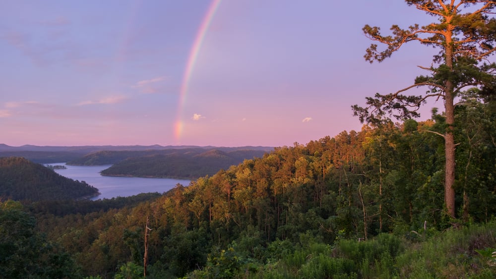 Rainbow over a Towering Pine
