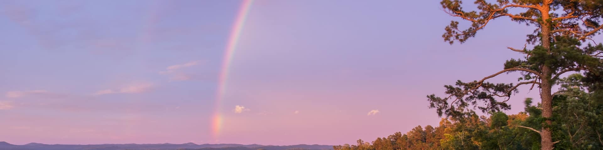 Rainbow over a Towering Pine