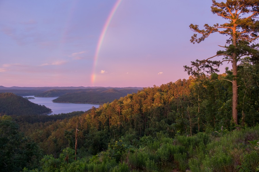 Rainbow over a Towering Pine