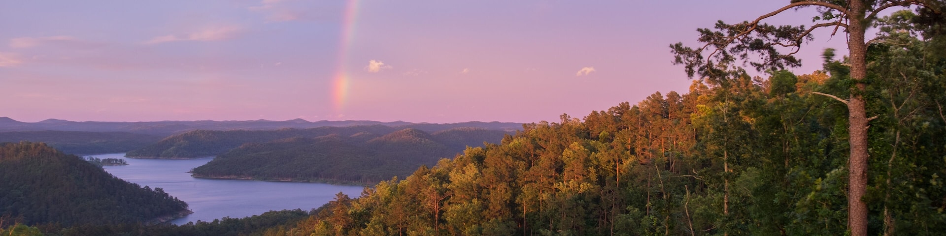 Rainbow over a Towering Pine