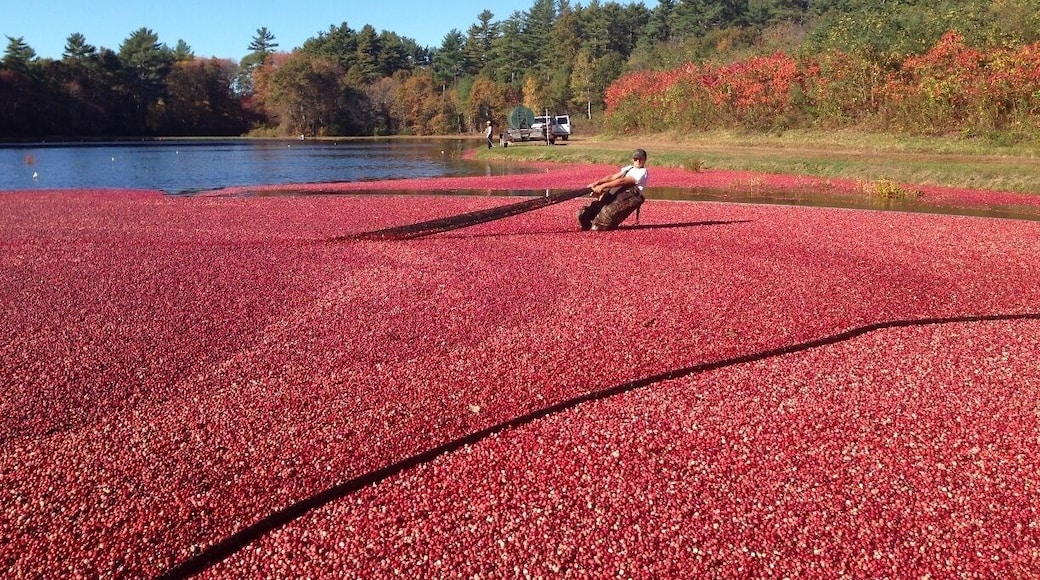 Mayflower Cranberries is one of the few places where you can actually participate in the cranberry harvest! For $50, you get to put on a pair of waders, grab a rake, and head into the bog. The owners and workers are super friendly and knowledgeable and it's a very fun way to experience one of New England's fall traditions!
Read about my experience here: http://www.thecuriouszephyr.com/2014/01/hi-ho-cranberry-bog.html