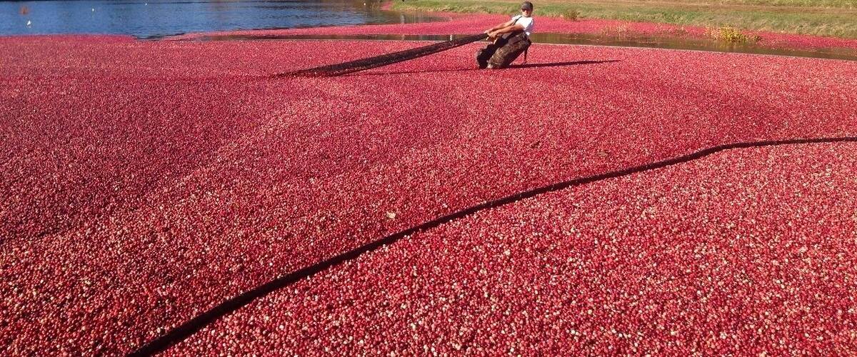 Mayflower Cranberries is one of the few places where you can actually participate in the cranberry harvest! For $50, you get to put on a pair of waders, grab a rake, and head into the bog. The owners and workers are super friendly and knowledgeable and it's a very fun way to experience one of New England's fall traditions!
Read about my experience here: http://www.thecuriouszephyr.com/2014/01/hi-ho-cranberry-bog.html