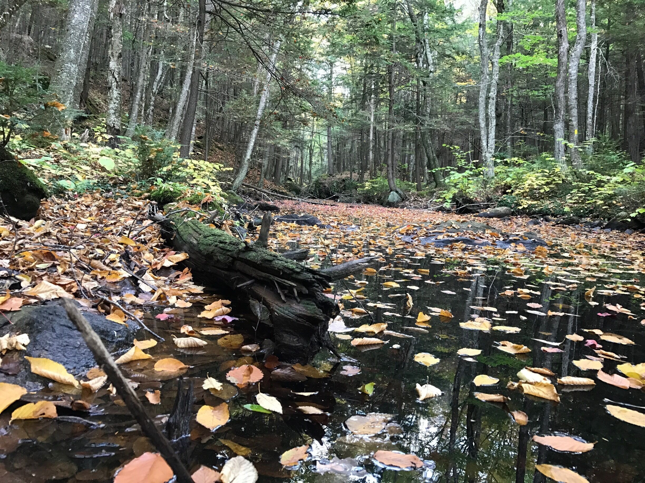 Beautiful fall colors gently resting on a slow flowing creek.