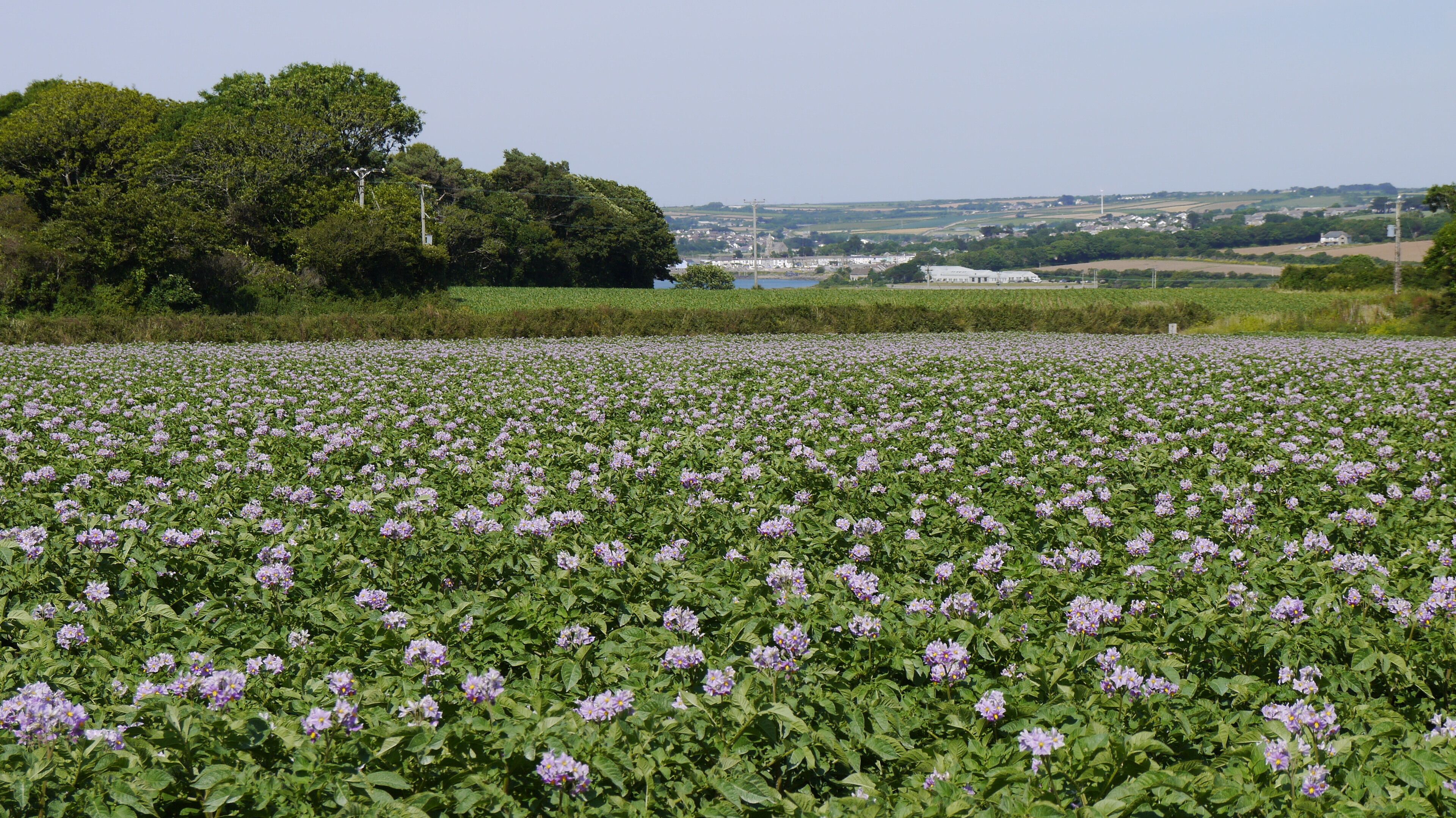 A field of purple flowers with a town in the background.