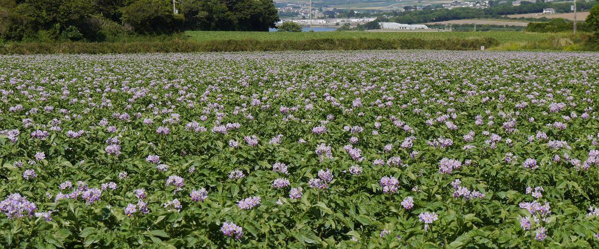 A field of purple flowers with a town in the background.