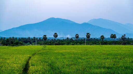 Western ghats and Borassus tree with rice fields in Gobichettipalayam, Tamil Nadu, India.