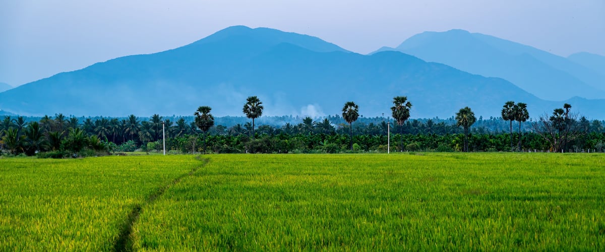 A green field with a row of palm trees and mountains in the background.