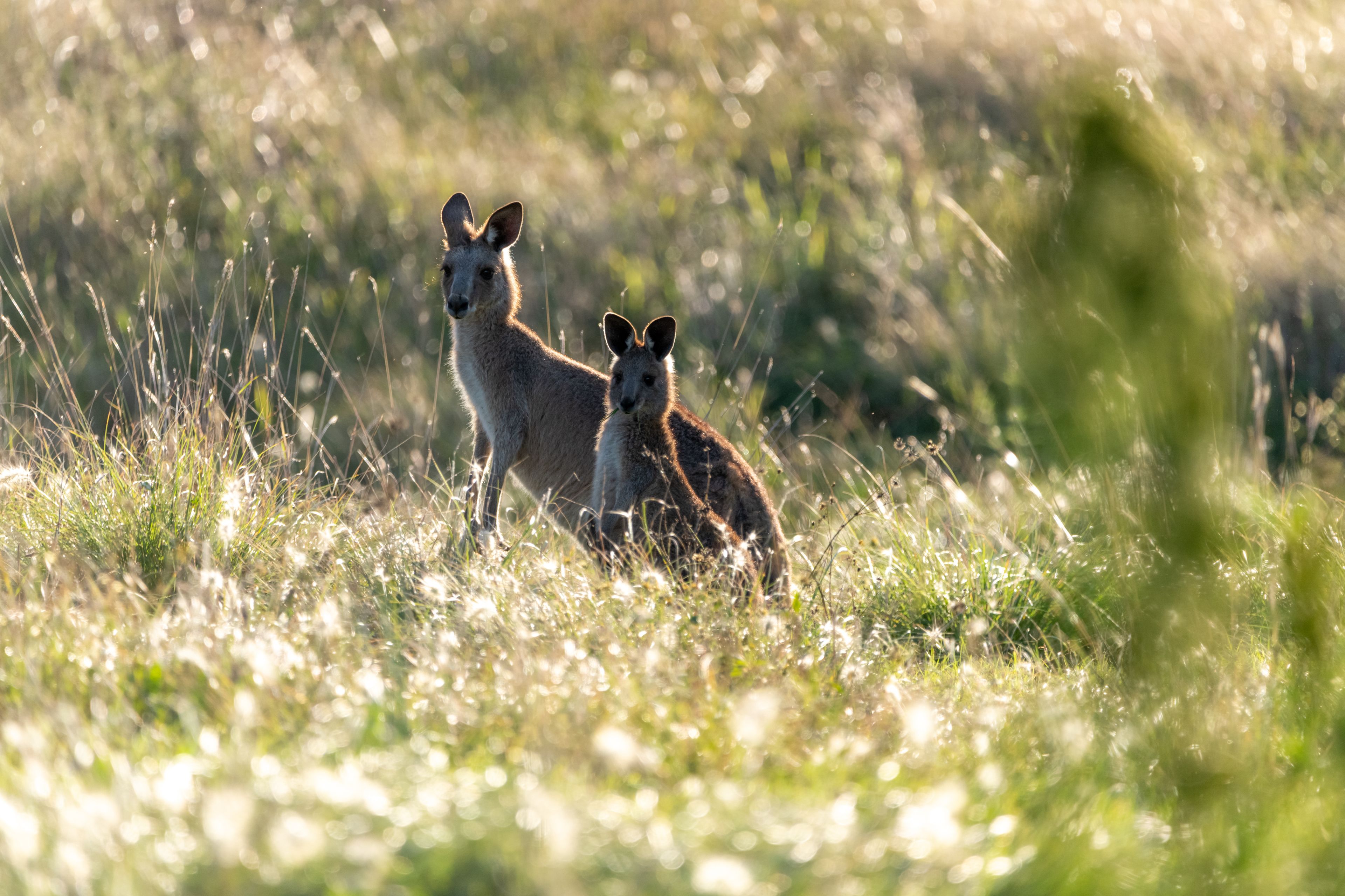 Deux kangourous dans un champ herbeux, baignés par la lumière du soleil qui filtre à travers les arbres.