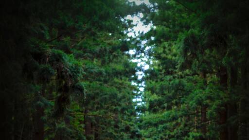 I love the hoop pine forests as you enter the small township of Yarraman and always venture in to the day use area when visiting. These huge lush trees always feel like I'm in another world! The town is gorgeous too 💚
#queensland #australia
#red #parks